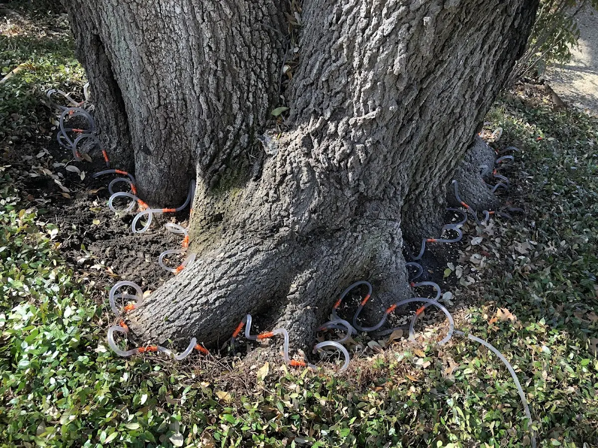 Detailed Tree Cabling and Bracing job site in Drewryville