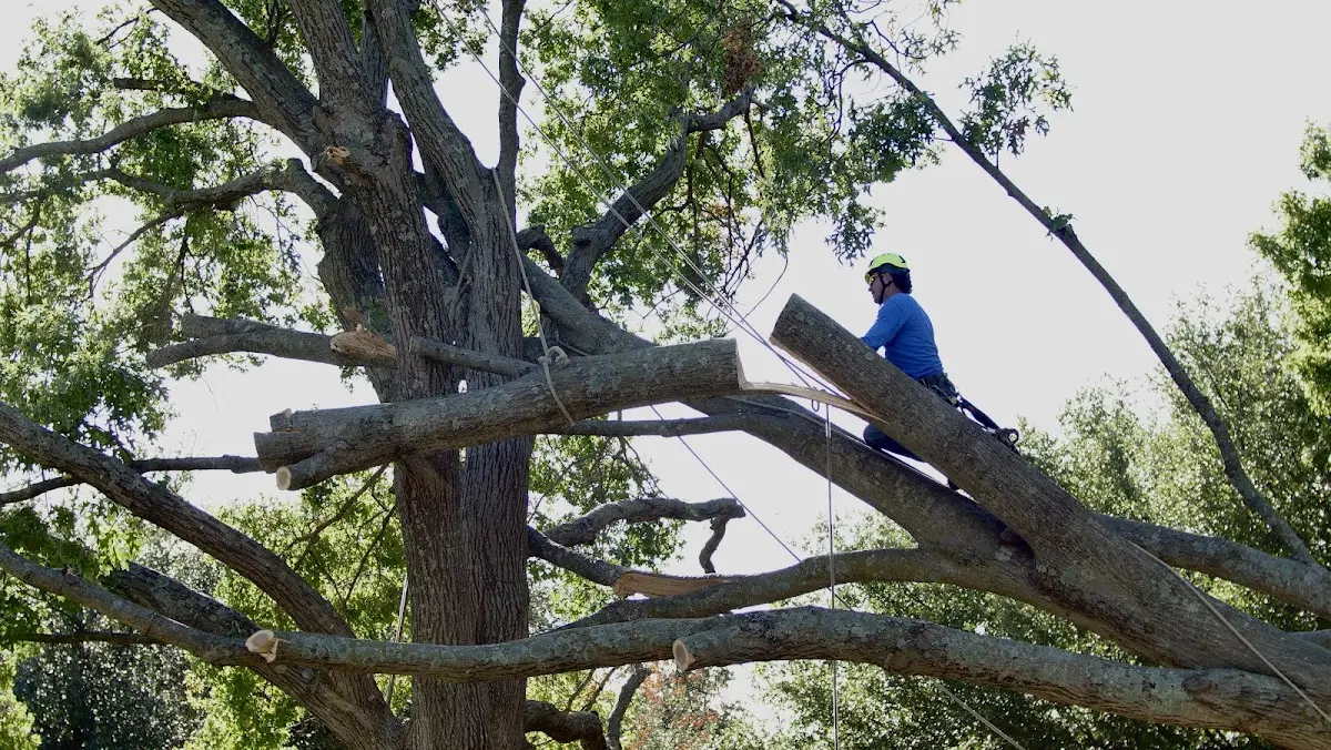 Professional Crown Thinning performed by certified arborists in Drewryville